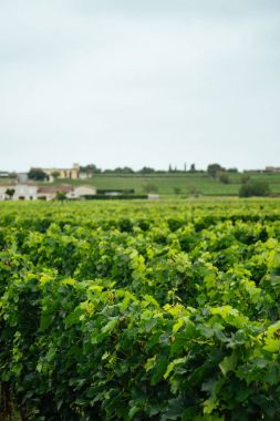Bordeaux güzel üzüm bağları