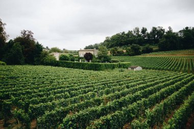 bordeaux üzüm bağları