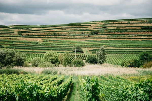 Green vineyards in Bordeaux — Stock Photo, Image