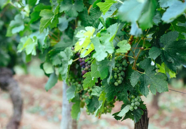 Beautiful vineyards in Bordeaux — Stock Photo, Image