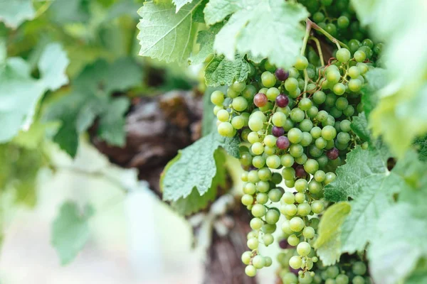 Grape growing on vine branches in Bordeaux — Stock Photo, Image