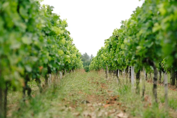 Bordeaux güzel üzüm bağları