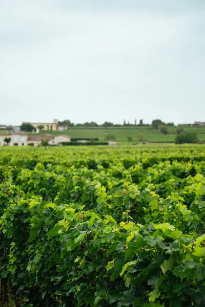 Beautiful vineyards in Bordeaux