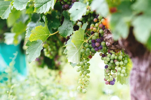 Grape growing on vine branches in Bordeaux — Stock Photo, Image