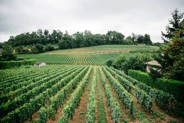 Beautiful vineyards in Bordeaux — Stock Photo, Image
