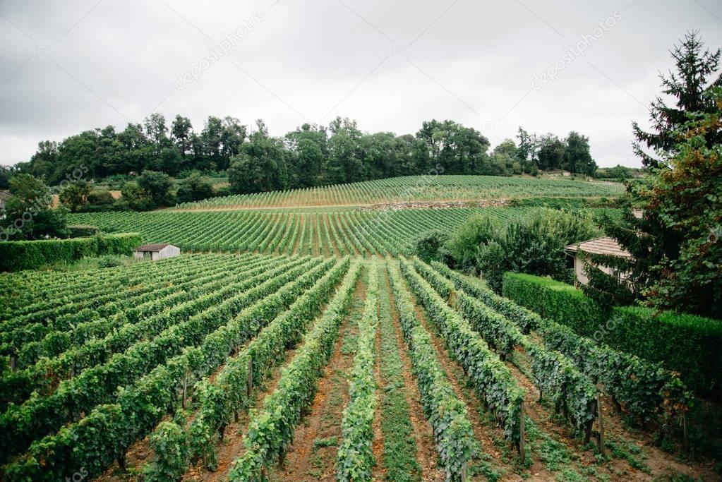 Beautiful vineyards in Bordeaux