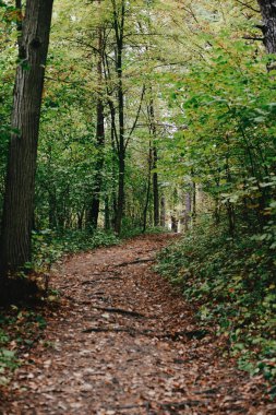 Park sokağa düşen yapraklar ile