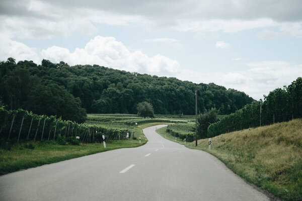 Empty asphalt road through vineyards 