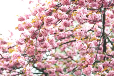 Bahar pembe kiraz çiçeği