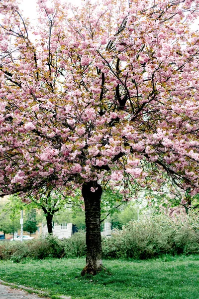 Bahar pembe kiraz çiçeği — Stok fotoğraf