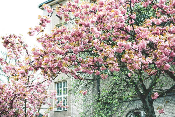 Bahar pembe kiraz çiçeği — Stok fotoğraf
