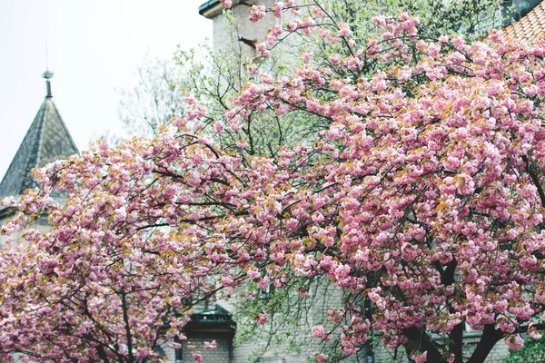 Bahar pembe kiraz çiçeği — Stok fotoğraf