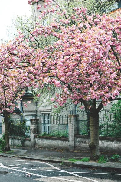 Ανοιξιάτικο ροζ άνθη κερασιάς — Φωτογραφία Αρχείου