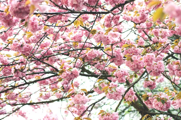 Spring pink cherry blossom — Stock Photo, Image