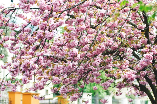 Bahar pembe kiraz çiçeği — Stok fotoğraf