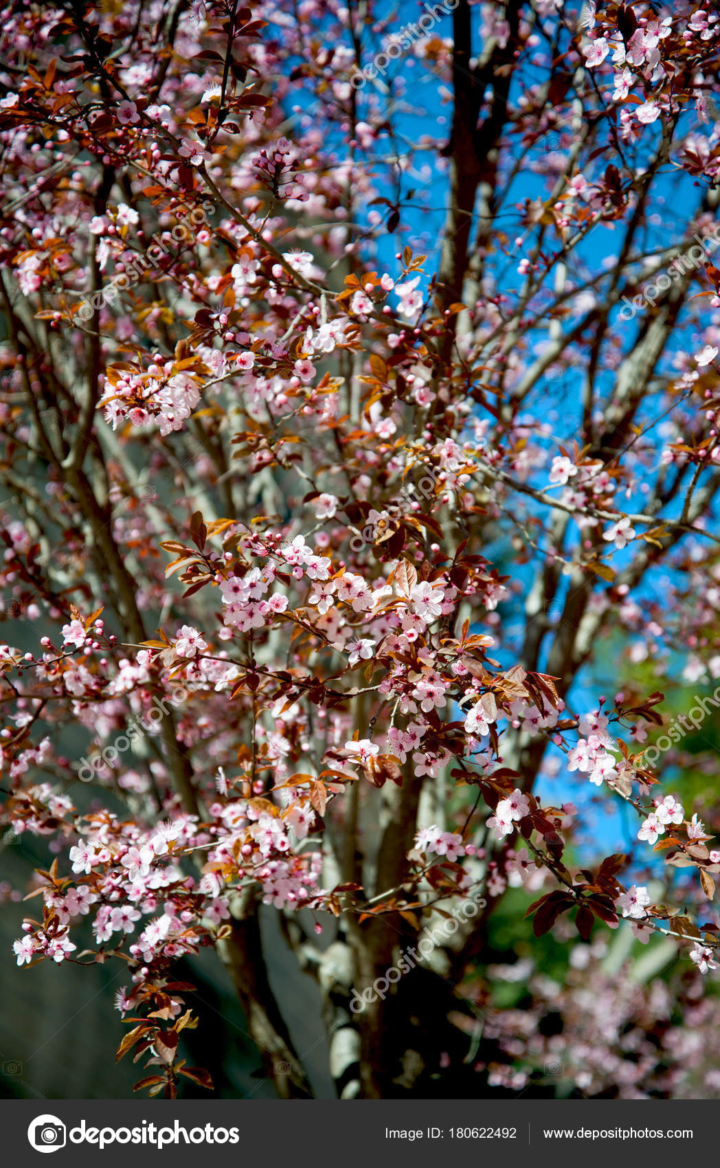 春ピンク色の花は 晴れた日で咲く木の枝 バルセロナ スペインの美しい花 ストック写真 C Dragonfly666 春ピンク色の花は 晴れた日で咲く木の枝 バルセロナ スペインの美しい花 ストック写真 C Dragonfly666