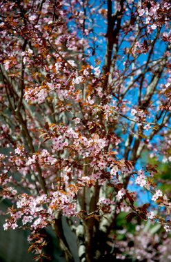 Pembe çiçekleri, güneşli gün çiçek açan ağacının dalını bahar. Güzel çiçekler Bahar, Barcelona, İspanya