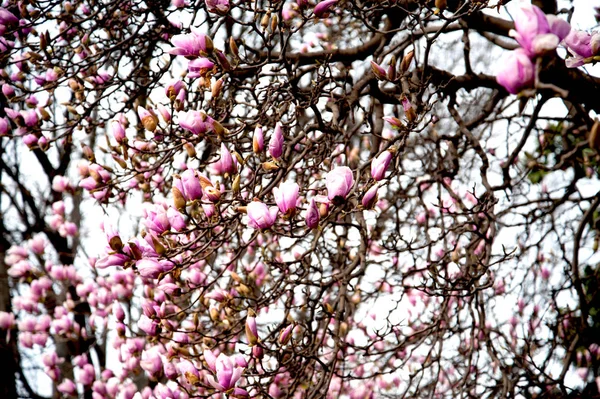 Цветущие Деревья Магнолии Красивыми Розовыми Цветами Весной Милан Италия — стоковое фото