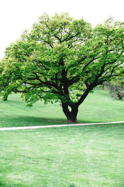 Wiosna Łąka Wielkiego Drzewa Świeża Zieleń Liści Letni Poranek Budapeszt — Zdjęcie stockowe
