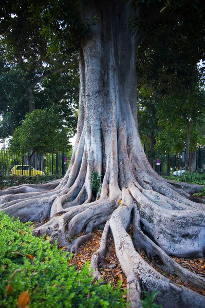 Zbliżenie: ogromne drzewo korzenie — Zdjęcie stockowe