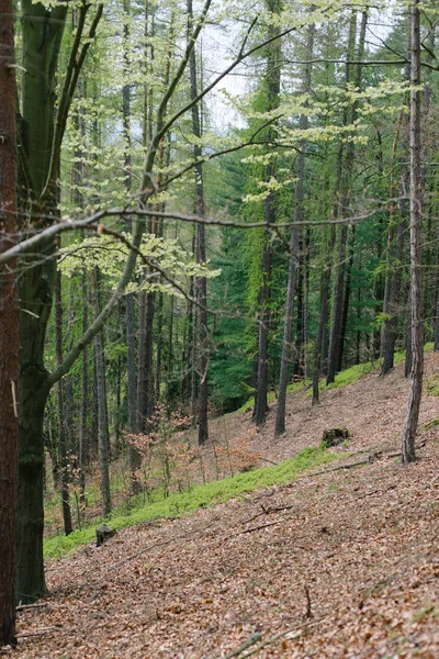 Lasy w sezonie wiosennym — Zdjęcie stockowe