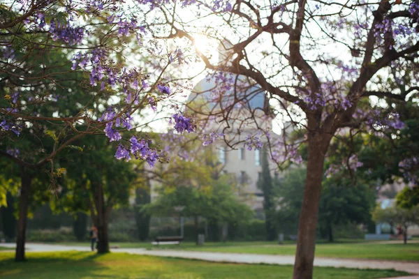 ジャカランダの木が咲く — ストック写真