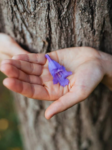 Цветок якаранды — стоковое фото