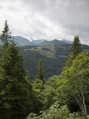 Yeşil orman manzaralı Alp Dağları, Avusturya, Salzkammergut