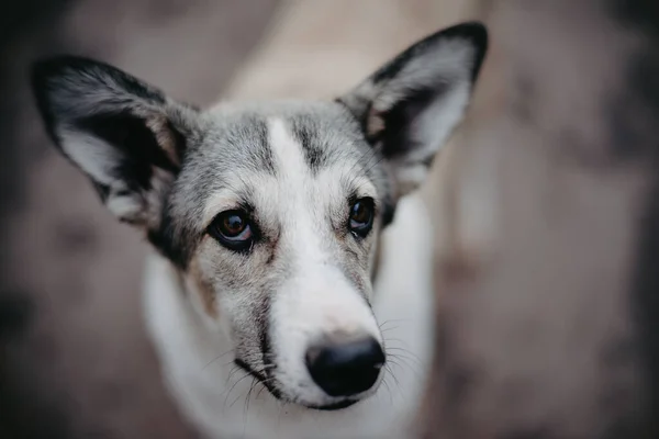 Köpek bizi izliyor. Yakın plan. Üzgün bir bakış..