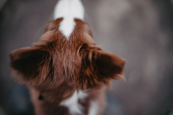 Hundeohren Blick Von Oben Braune Ohren Nahaufnahme — Stockfoto