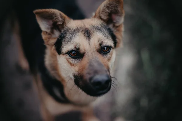 Köpek bizi izliyor. Yakın plan. Üzgün bir bakış..