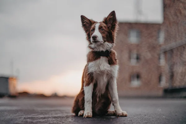 Köpek oturuyor ve bakıyor. Ön manzara. Sınır Collie köpeği.
