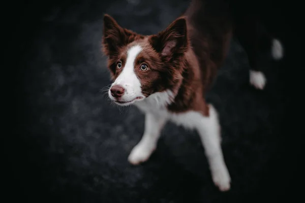 Yürüyüşe çıkmış bir köpek. Köpeğin baktığı adam. Neşeli bir köpek oynamak istiyor..