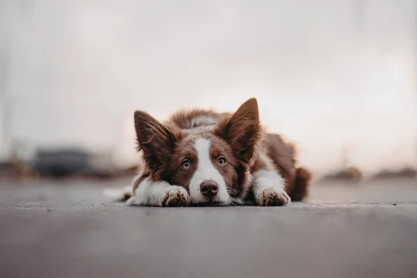 Yavru köpek portresi. Üzgün köpek. Köpek kaldırımda yatıyor..
