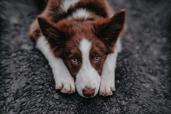 Yavru köpek portresi. Üzgün köpek. Köpek kaldırımda yatıyor..