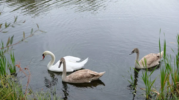 Drei weiße Schwäne auf dem See — Stockfoto