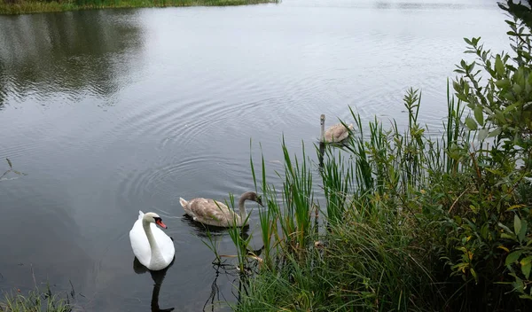 Drei weiße Schwäne auf dem See — Stockfoto