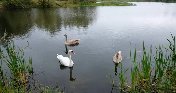 Tres cisnes blancos en el lago — Foto de Stock
