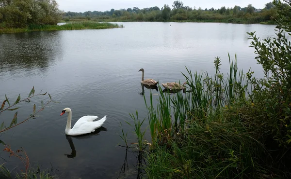 Três cisnes brancos no lago — Fotografia de Stock