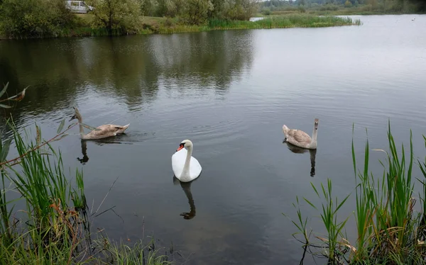 Drei weiße Schwäne auf dem See — Stockfoto