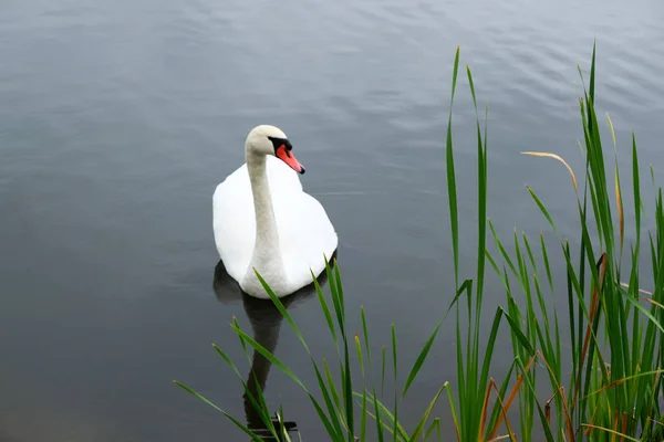 Einsamer weißer Schwan auf dem See — Stockfoto