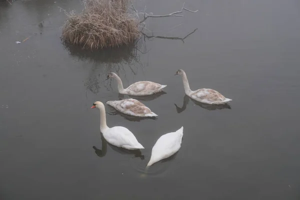 Nebliger Morgen. graue mystische Landschaft. eine Familie von Schwänen — Stockfoto