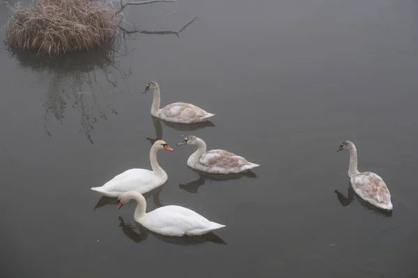 Mañana brumosa. Paisaje místico gris. Una familia de cisnes — Foto de Stock