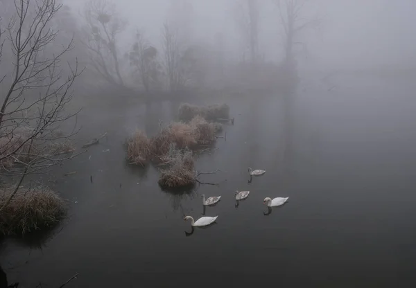 Nebliger Morgen. graue mystische Landschaft. eine Familie von Schwänen — Stockfoto