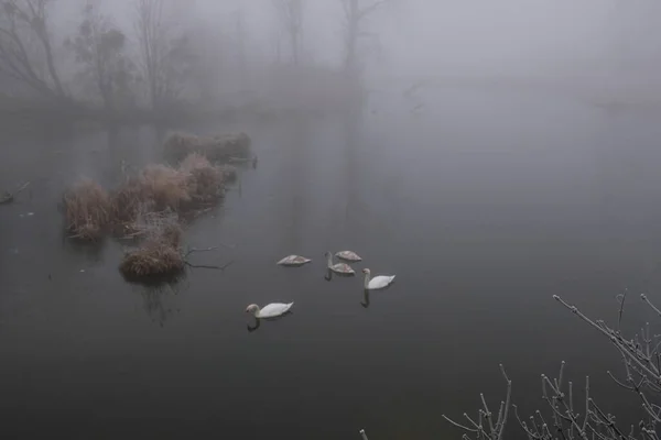 Manhã enevoada. Paisagem mística cinza. Uma família de cisnes — Fotografia de Stock