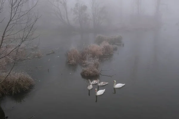 Nebliger Morgen. graue mystische Landschaft. eine Familie von Schwänen — Stockfoto