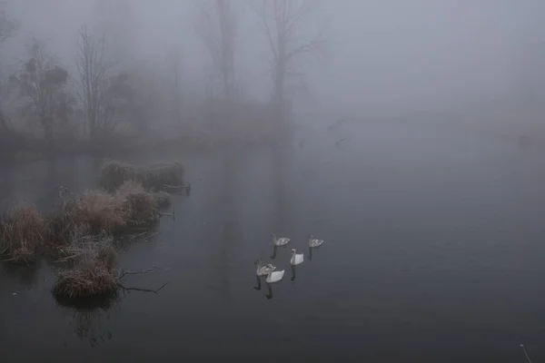 Foggy morning. Gray mystical landscape. A family of swans