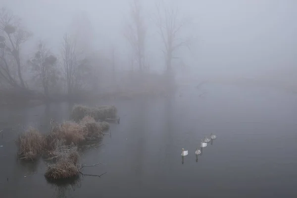 Manhã enevoada. Paisagem mística cinza. Uma família de cisnes — Fotografia de Stock