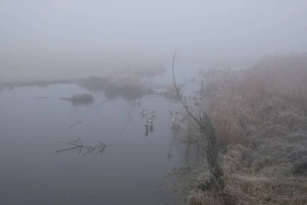 Nebliger Morgen. graue mystische Landschaft — Stockfoto