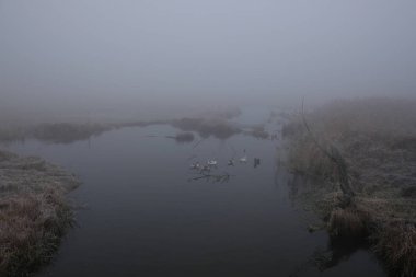 Sisli bir sabah. Gri mistik manzara